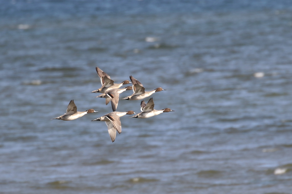 群翔～オナガガモ～