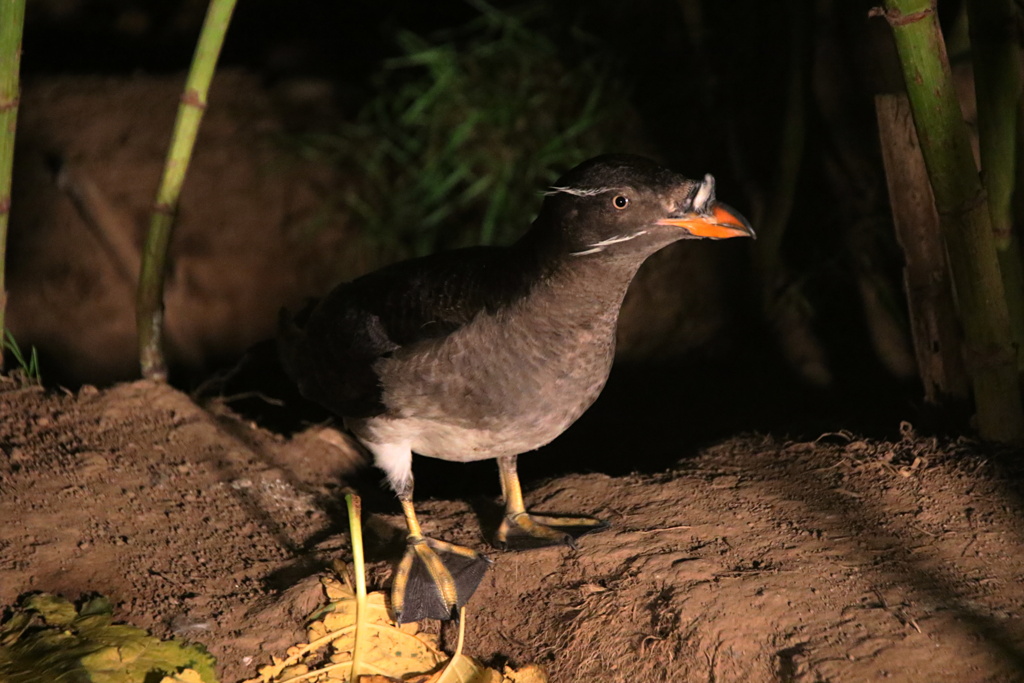 帰巣のウトウ