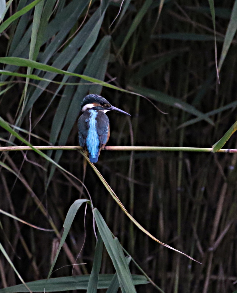 葦カワちゃん②