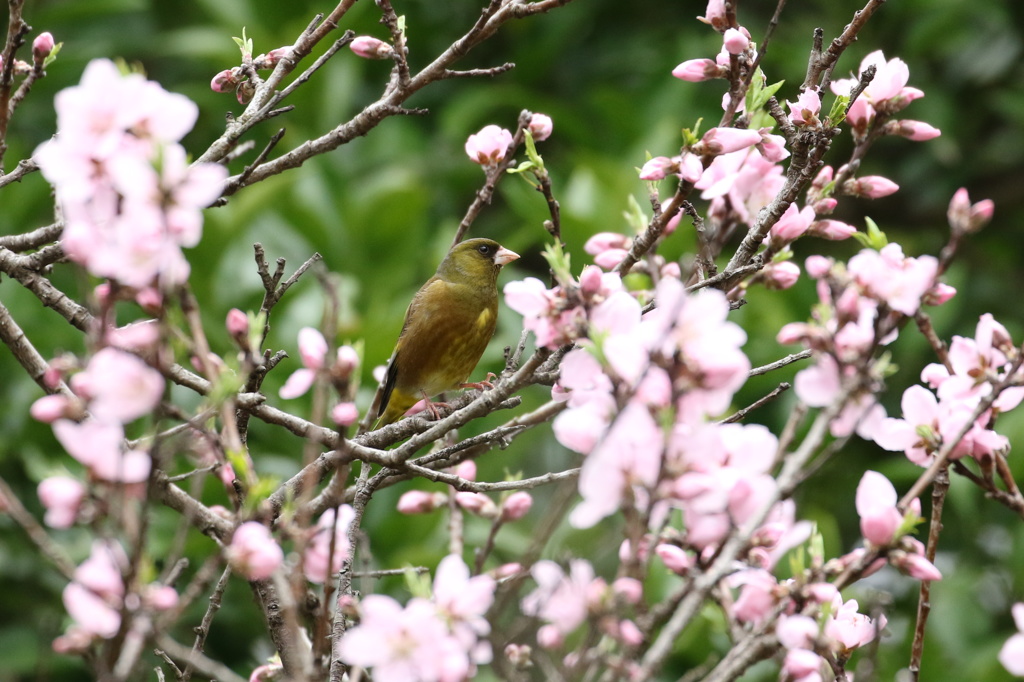桃にカワラヒワ