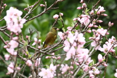 桃にカワラヒワ