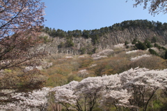 屏風岩の桜　今が満開　