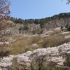 屏風岩の桜　今が満開　