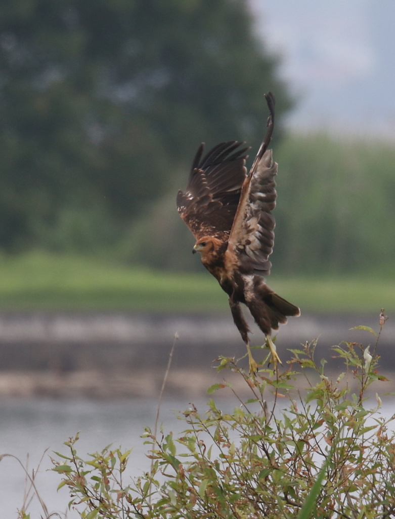 巣立ったチュウヒ