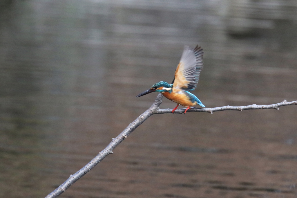 カワちゃん～それ行くぞ～