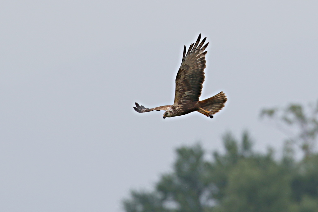 チュウヒの子育て繁忙記①