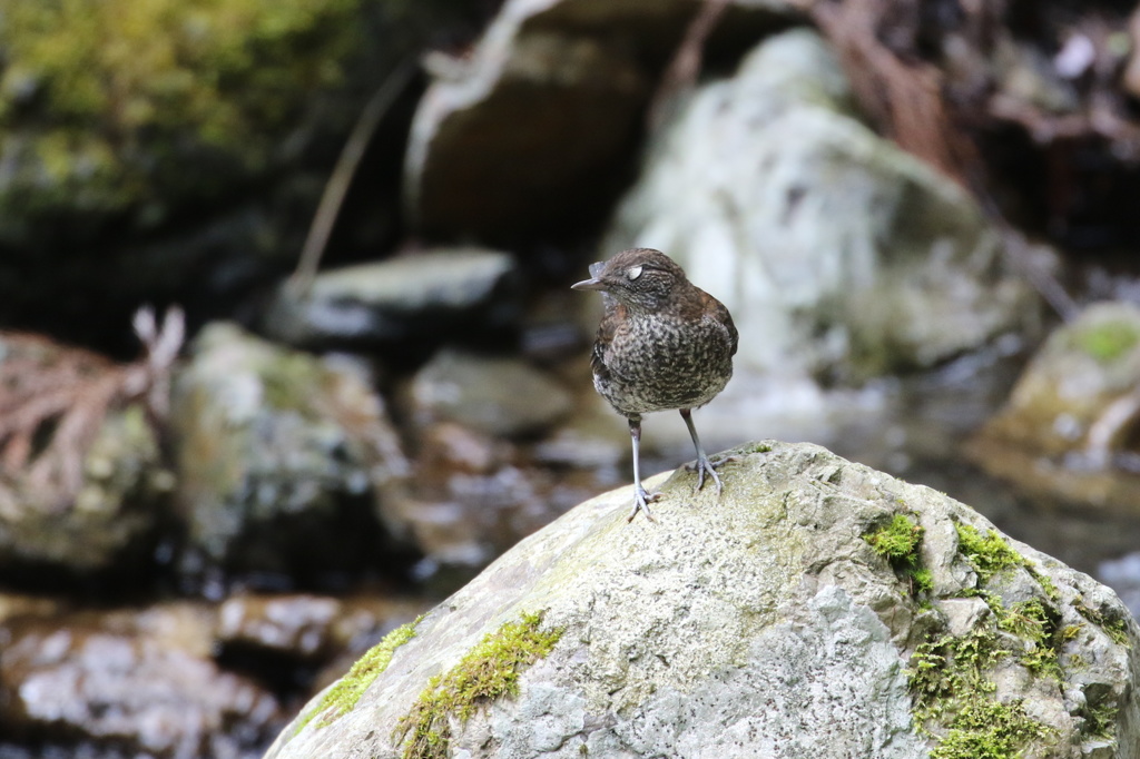白い瞼も一人前
