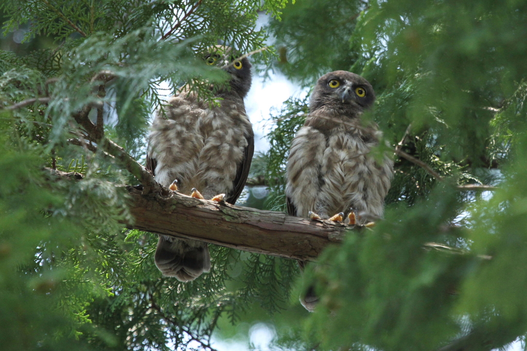 アオバズクの雛雄と雛子①