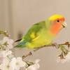 黄桜インコ？