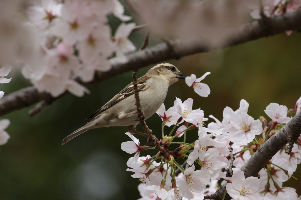 ニュウナイスズメ♀