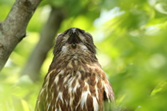 青葉ズクの(´Д｀)