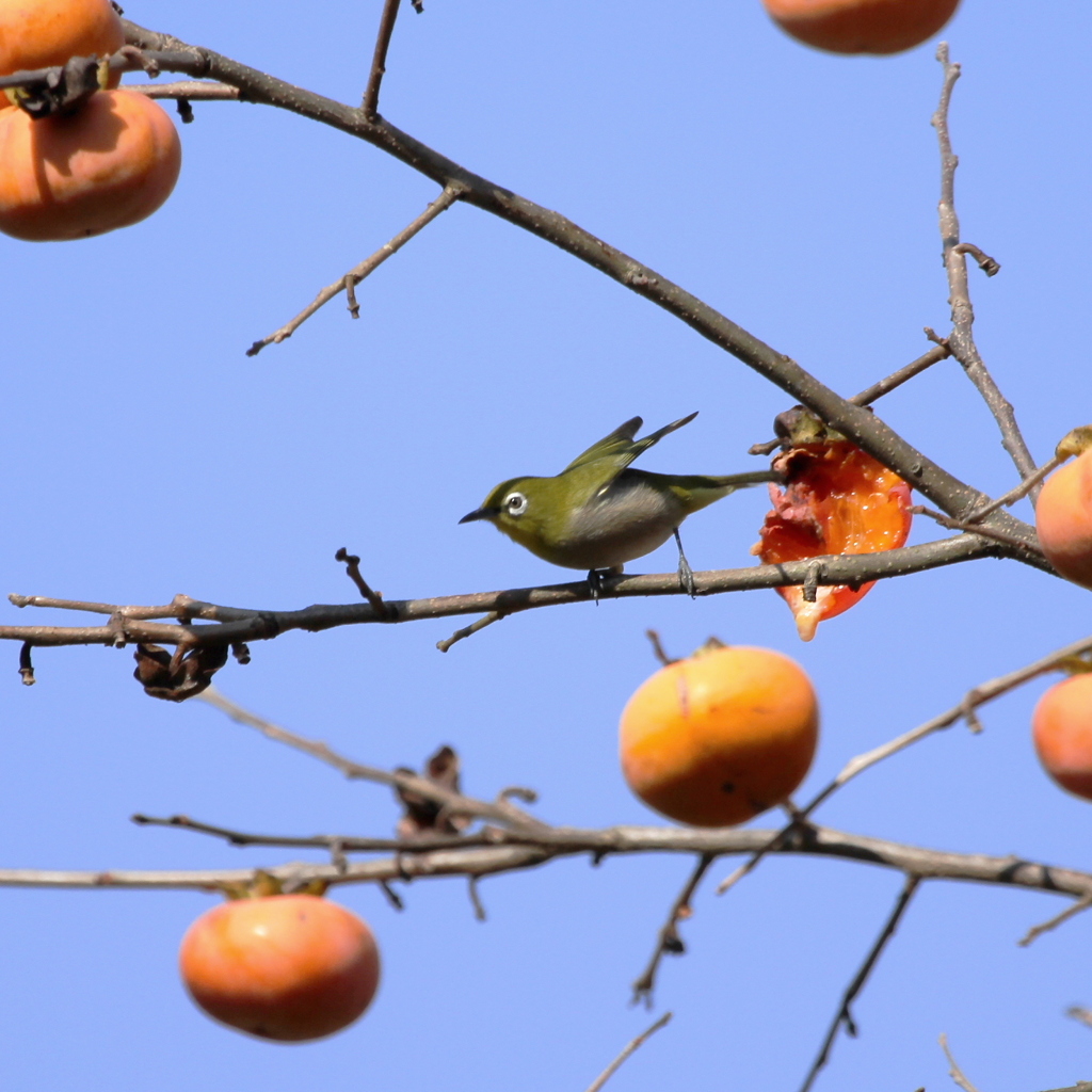 大和の柿は美味いよ！