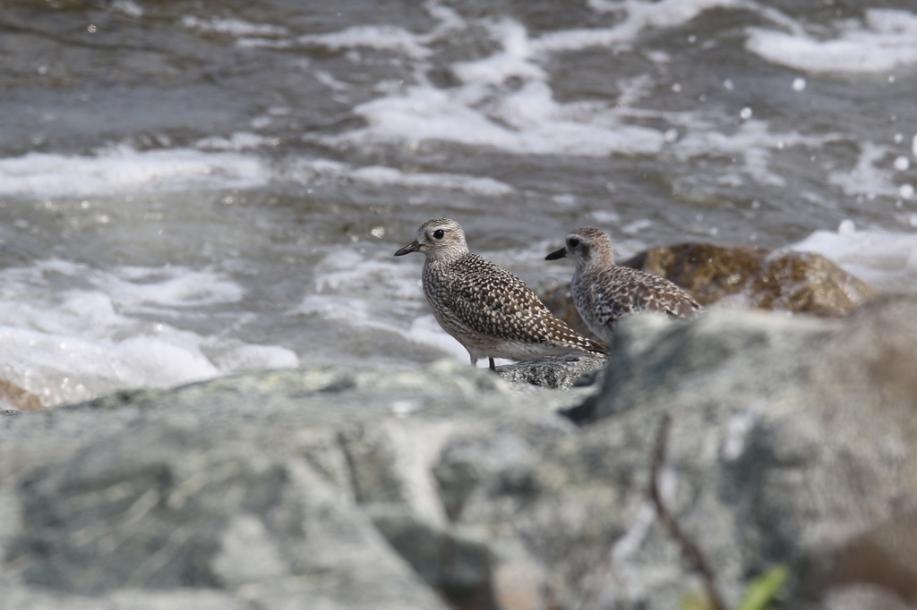 浜辺のムナグロ