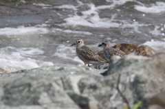 浜辺のムナグロ