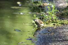 カワちゃんの代わりに撮ってネ①