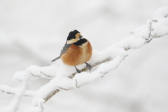 雪山の山雀