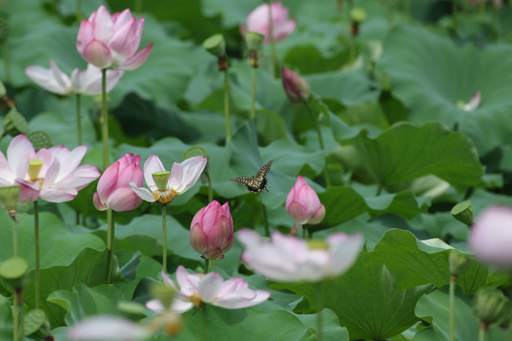 蝶一点