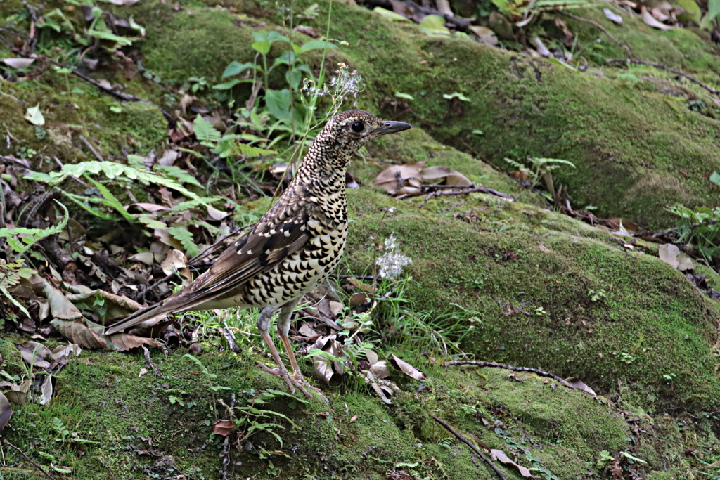 大虎ツグミの立ち姿