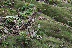 大虎ツグミの立ち姿