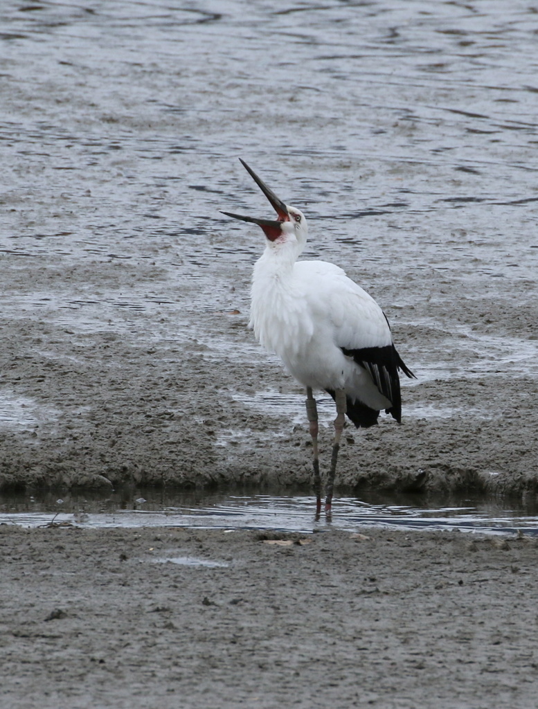 鵠の鳥のアクビ