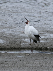 鵠の鳥のアクビ
