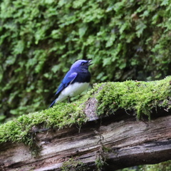 鳴くオオルリ