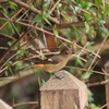 野山の鳥