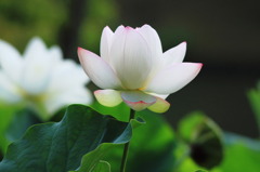 晩夏の蓮