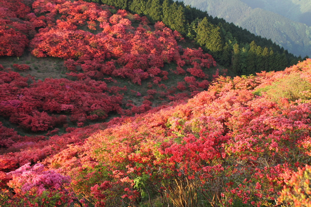 葛城山のつつじ④