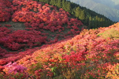 葛城山のつつじ④
