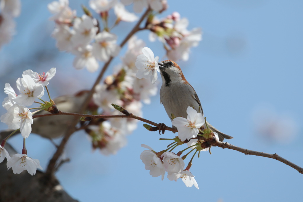 桜ニュウナイ