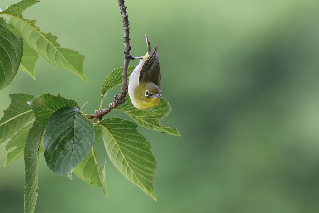 緑陰のメジロ②