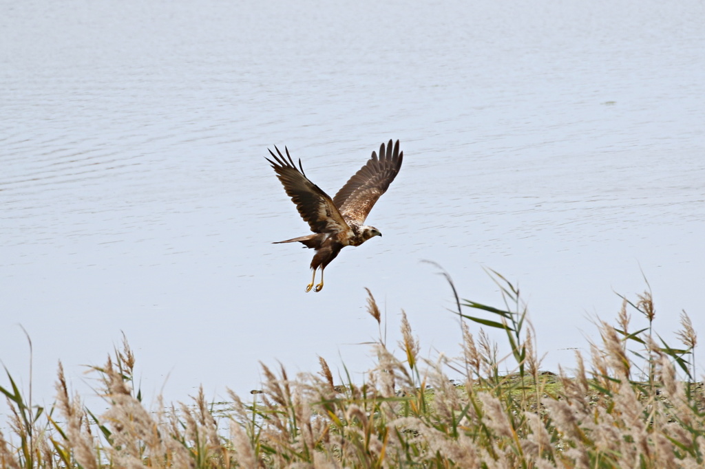 沢鵟（チュウヒ）