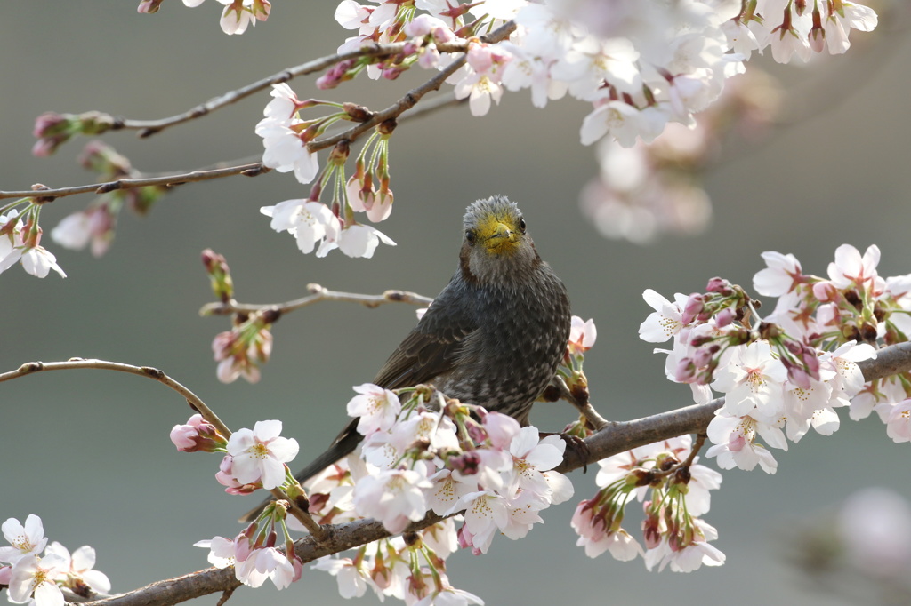 桜に鵯