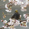 桜に鵯