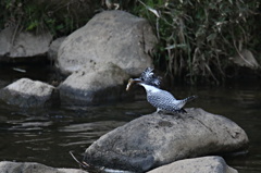 ママにお持ち帰り（1）