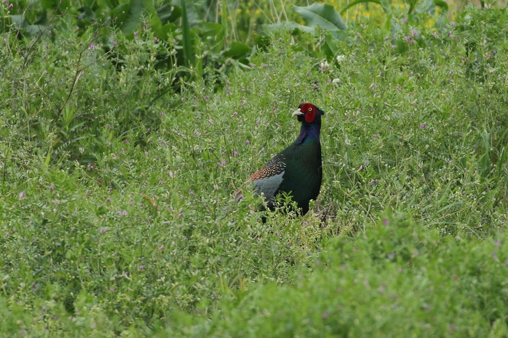 良い娘いないかな？