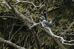 今度は捕らえるぞ