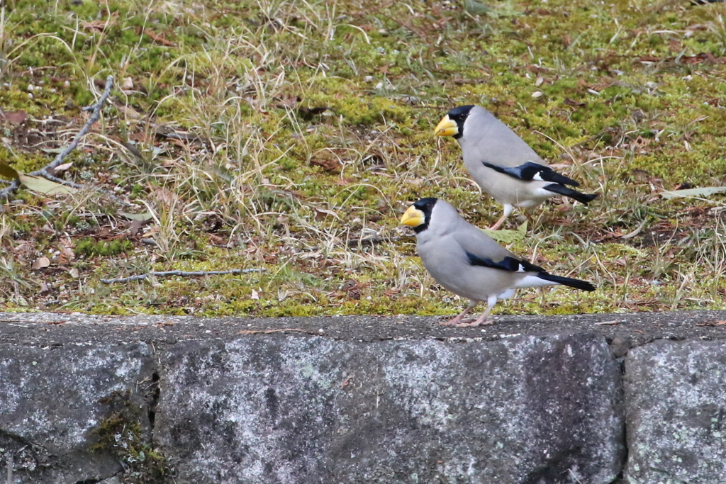 家近の斑鳩