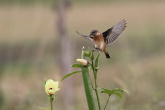 オクラの花とノビタ③