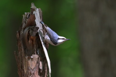 白腹ゴジュウカラ