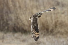 コミミズクの翼