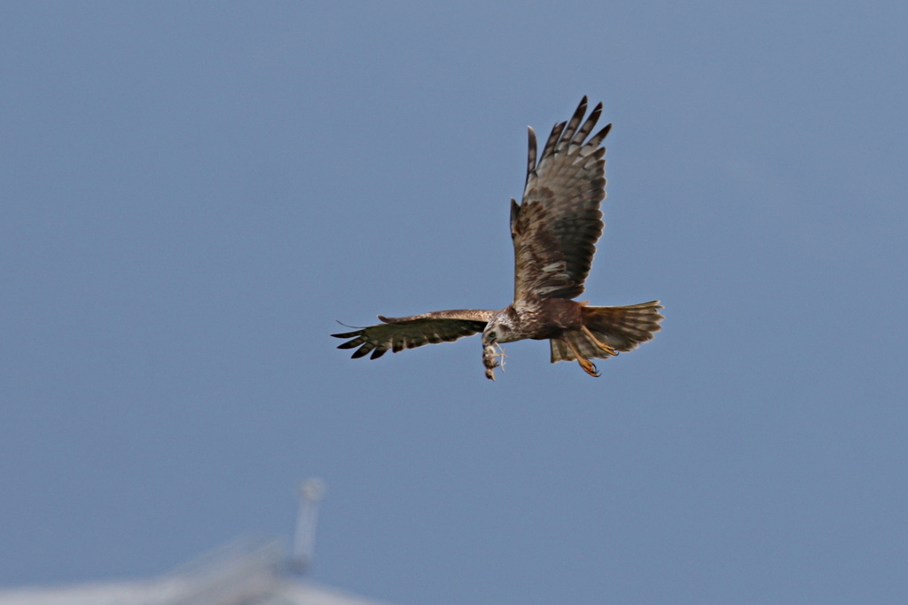 チュウヒの獲物②