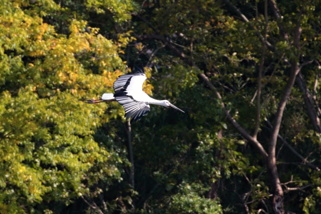 黄葉を行くコウノトリ