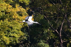 黄葉を行くコウノトリ