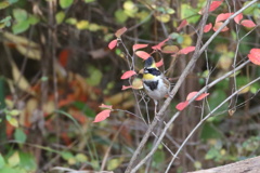 紅葉の深山頬白