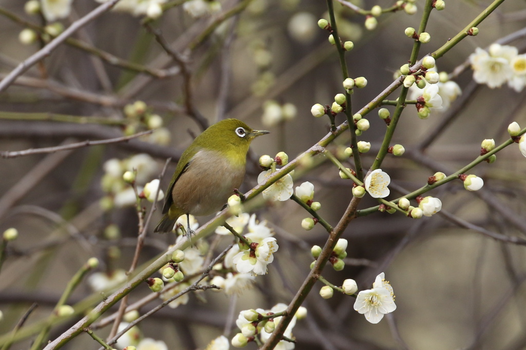 梅にメジロ①