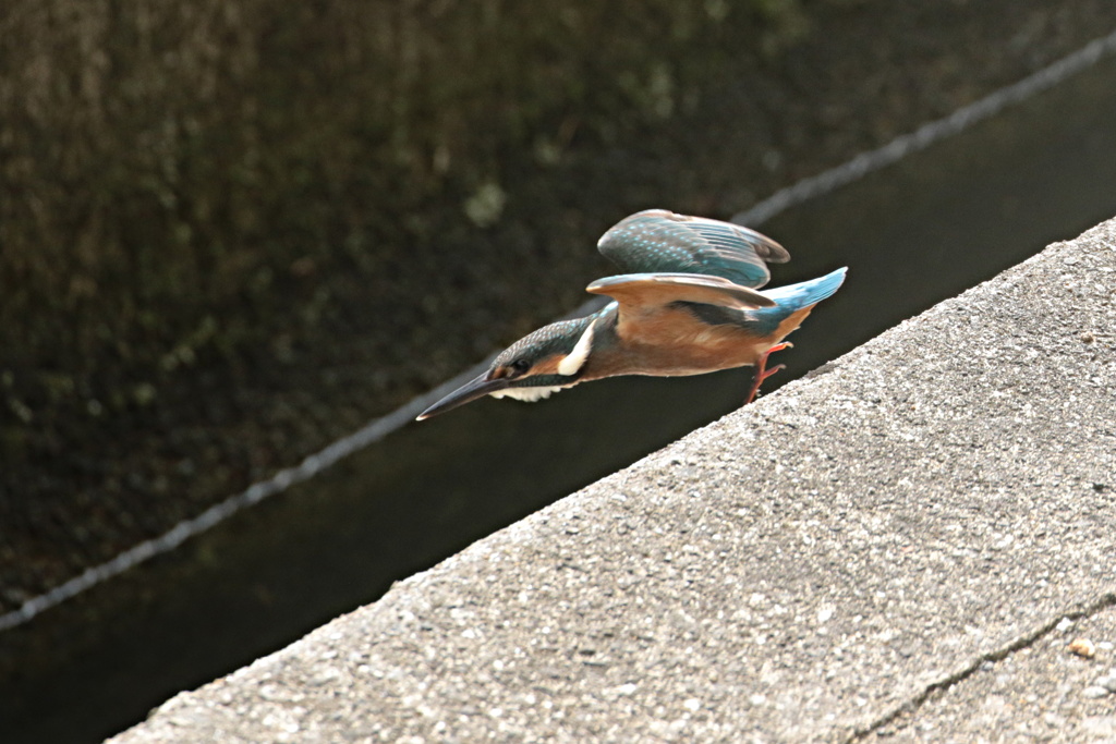 家窓のカワセミ～お魚見つけた～