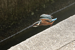 家窓のカワセミ～お魚見つけた～
