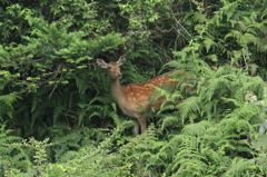 山鹿